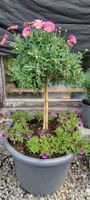 Margritenstämmchen, rosa - Blühende Gartendekoration!