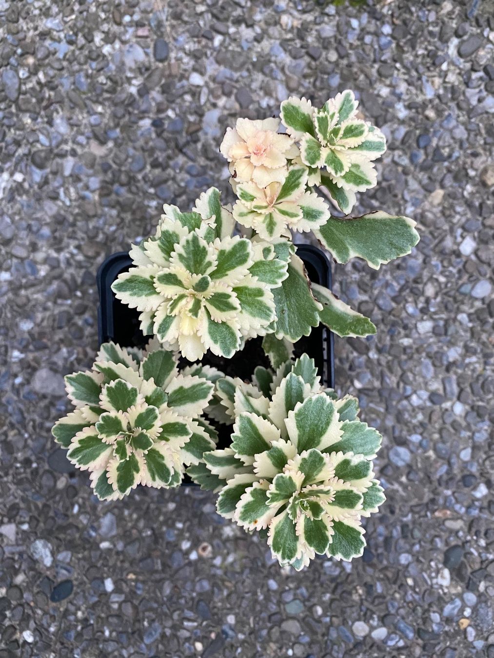 Piante & sementi: Fettblatt - Sedum takesimense "Atlantis" variegata – Nuovo (secondo la descrizione) da Winterthur venduto da Aniger 7