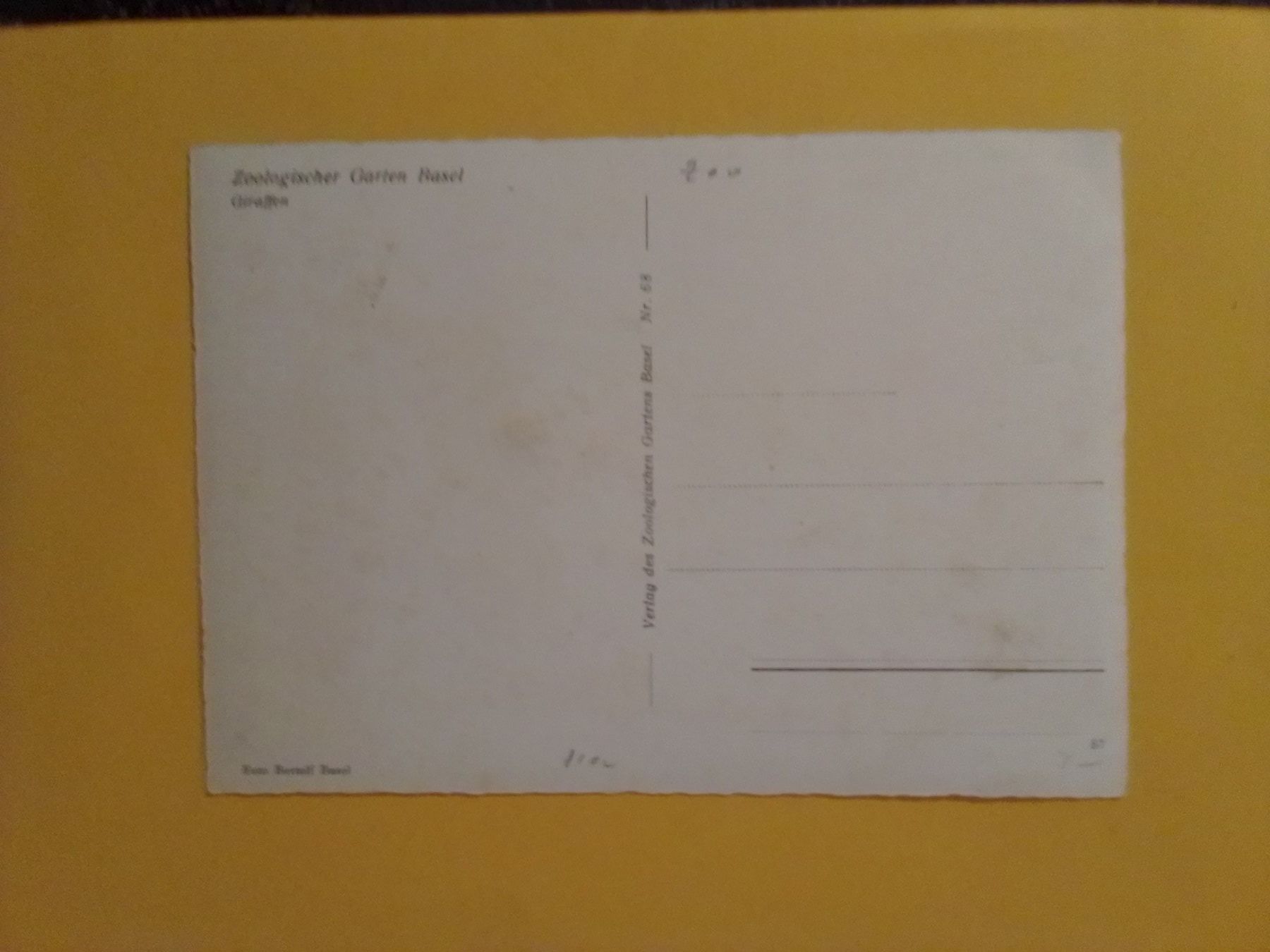 Cartoline postali: Zoo Basel s/w Karte Giraffen – Usato da Küttigen venduto da Melisch1000 1