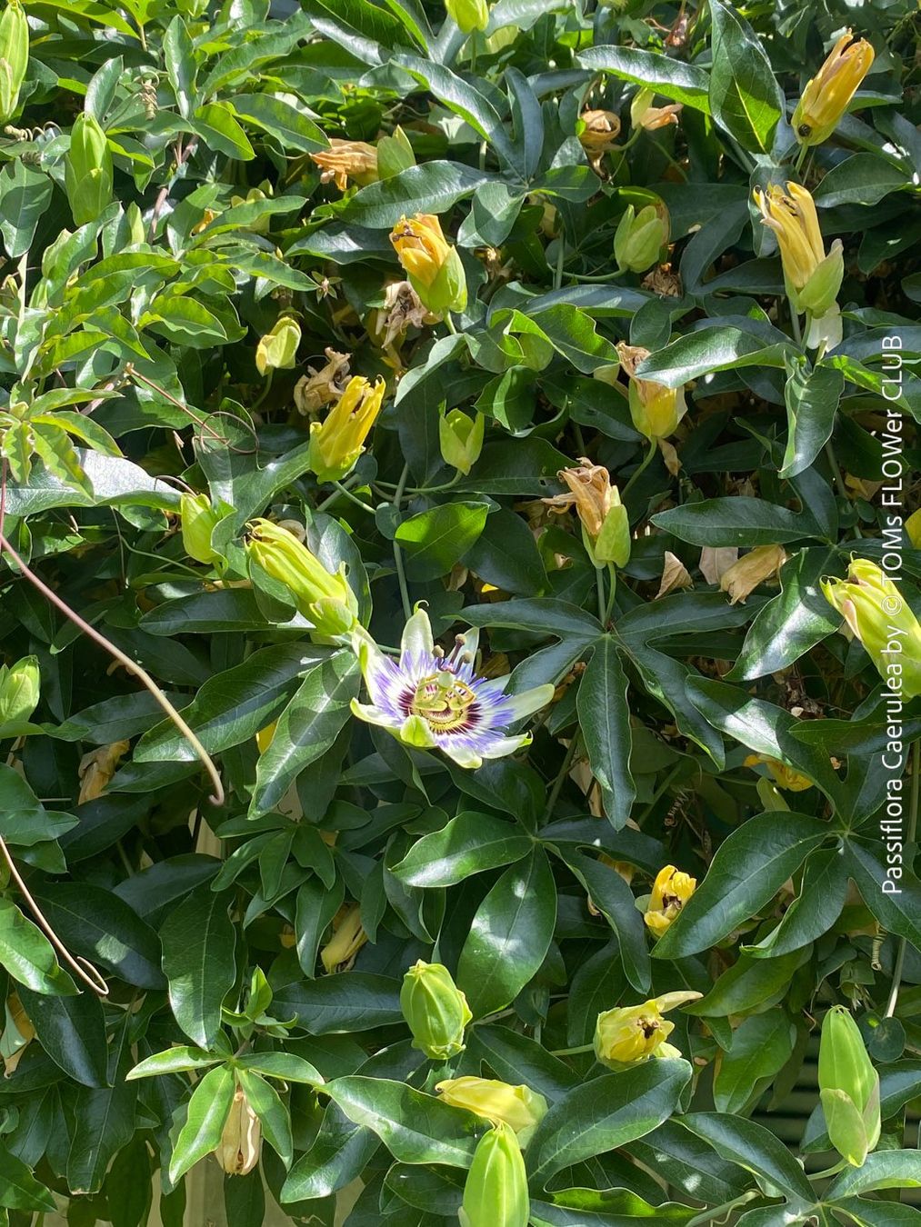 Pflanzen & Samen: Passiflora Caerulea - blaue Passionsblume - winterhart – Neu und originalverpackt aus Adliswil von TAKEYOURPLANT 9