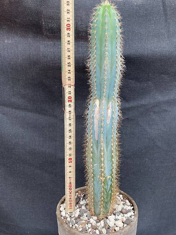 Piante & sementi: Kaktus Pilosocereus azureus – Usato da Liestal venduto da PrebenZwei 2