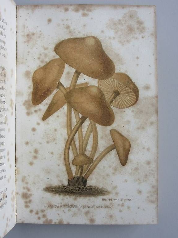 Bücher: Champignons et truffes, Jules Remy, 1861. – Gebraucht aus Chernex von Nouveaunom 3