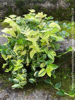 Tradescantia Fluminensis Aurea Variegata - 1Blickfang