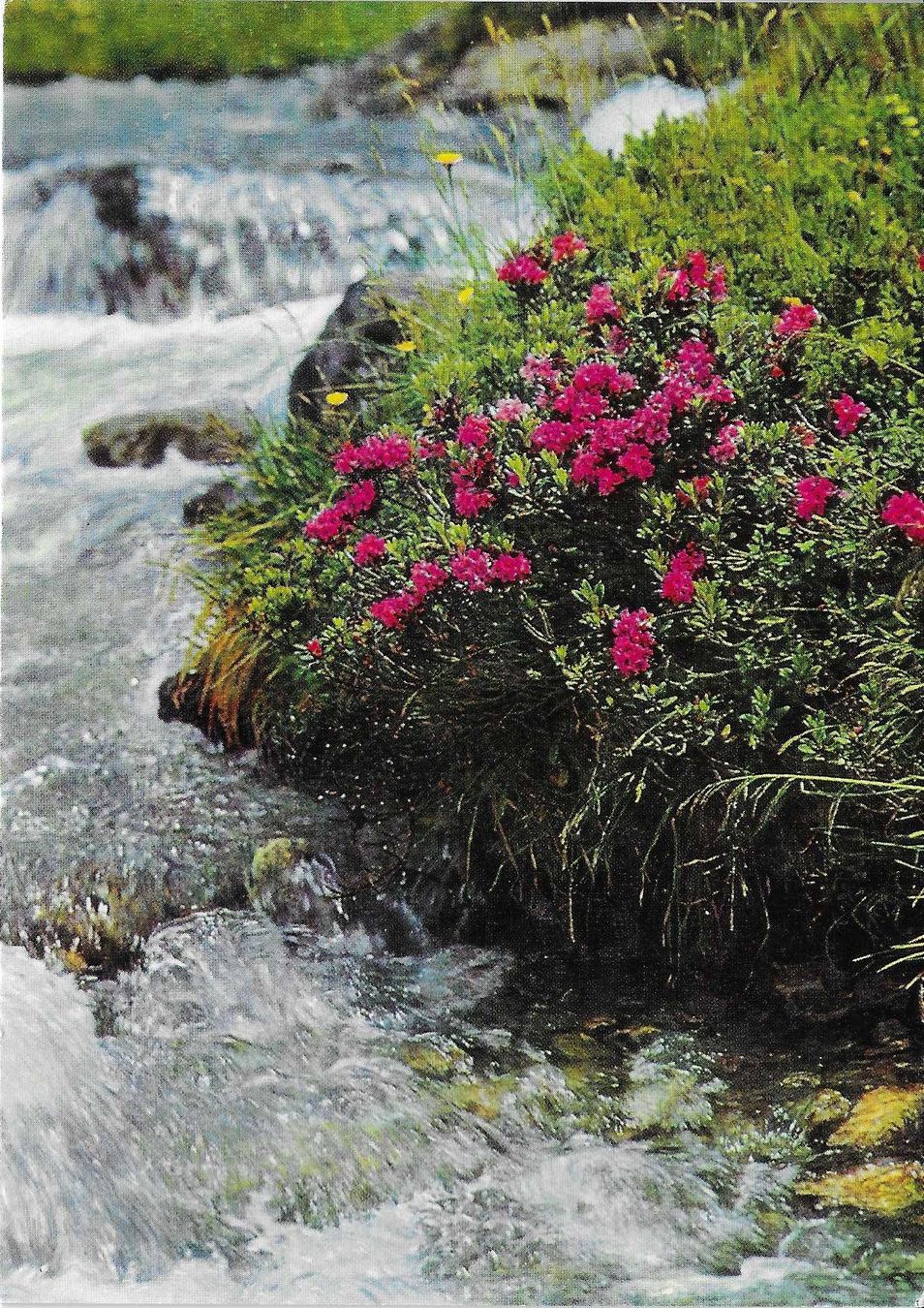 Cartes postales: Rostblättrige Alpenrose – Neuf (Voir description) à Rothrist par Stranglehold