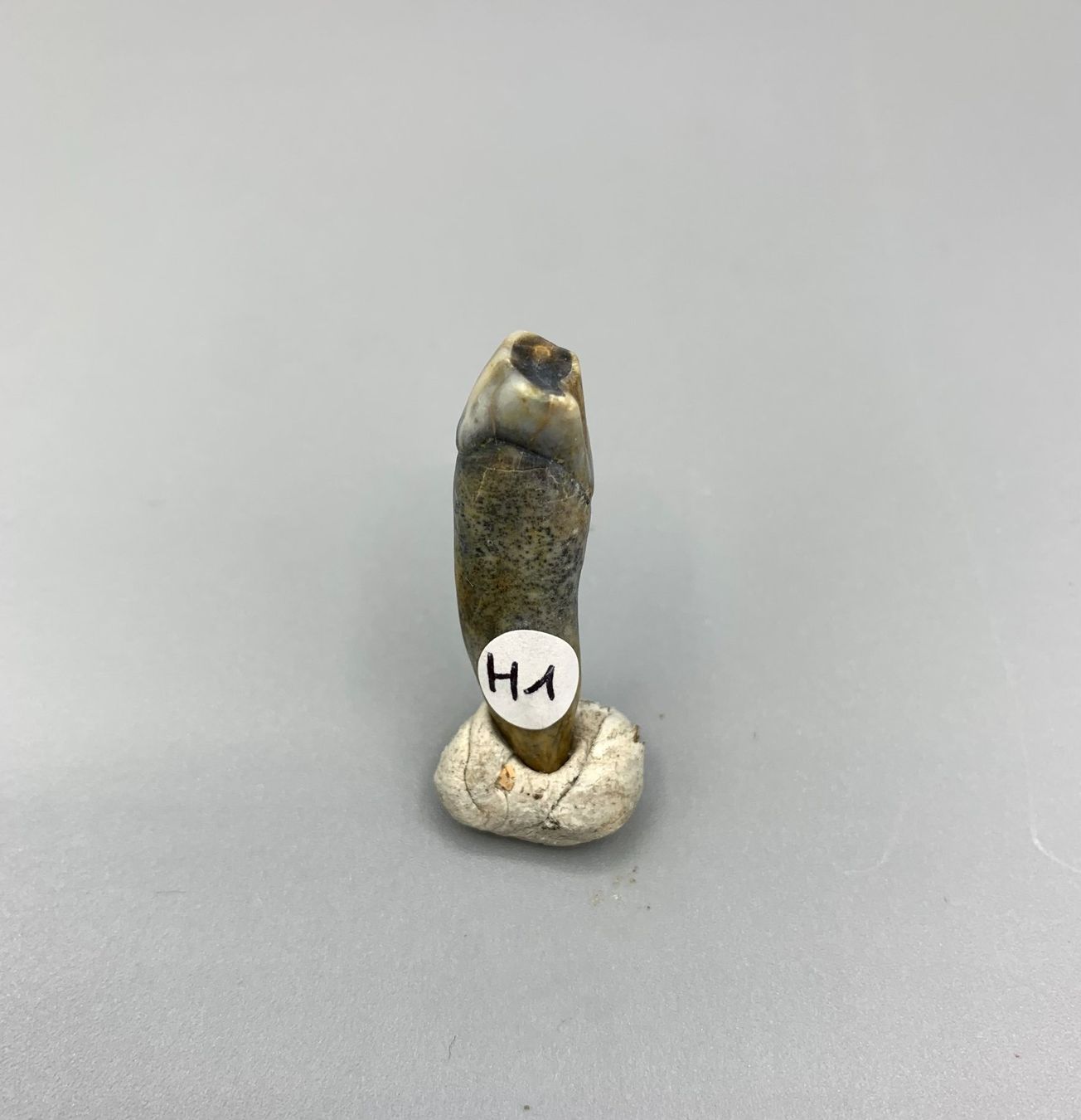Fossili: Höhlenbär - Zahn - Original - Eiszeit – Nuovo (secondo la descrizione) da Samstagern venduto da Spliti