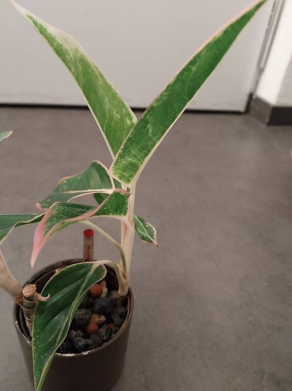 Piante & sementi: Aglaonema 'Lipstick Pink' – Usato da Schwaderloch venduto da bademeister79 2