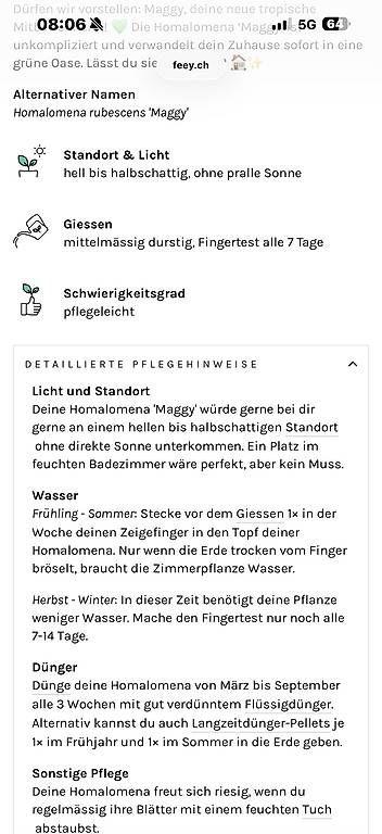 Piante & sementi: Zimmerpflanze Homalomena 'Maggy' – Usato da Liebefeld venduto da Je_la 2
