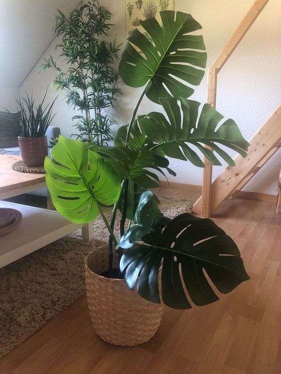Künstliche Monstera (IKEA Fejka) Kaufen auf Ricardo