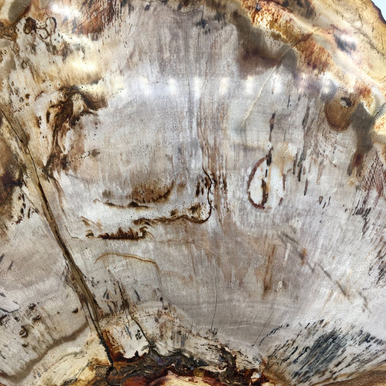 Fossilien: Fossiles Teakholz - A+ Qualität – Neu (gemäss Beschreibung) aus Samstagern von Spliti 1