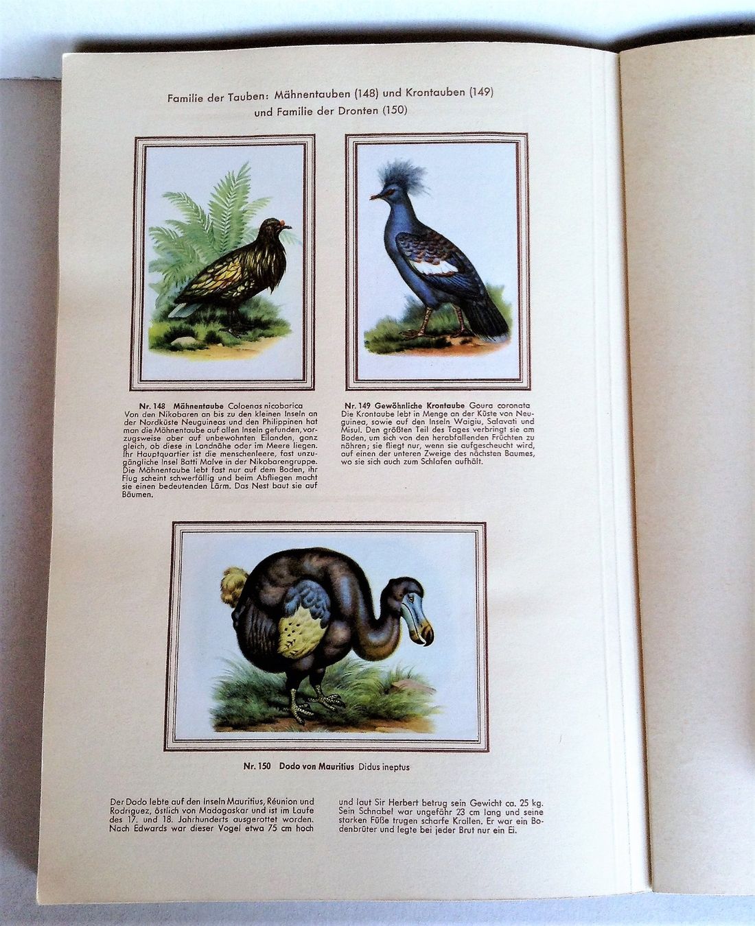 Libri: Buch: Bunte Vögel aus aller Welt – Usato da Alpnach Dorf venduto da MZ001 2