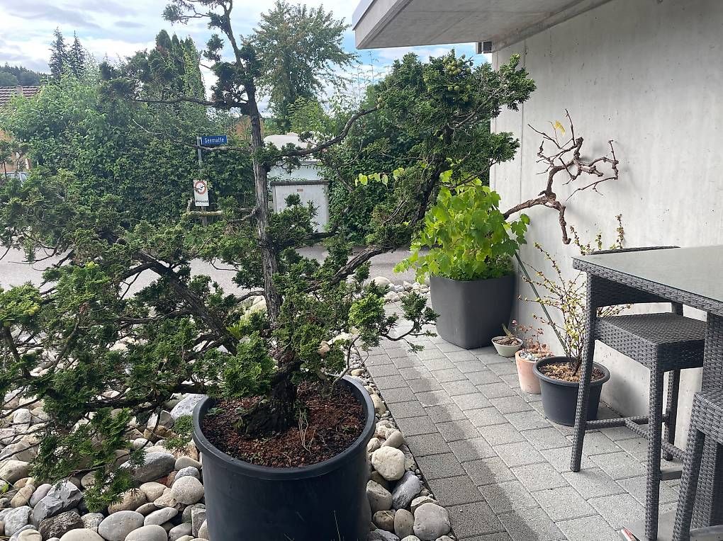 Pflanzen & Samen:  Eindrücklicher Solitärbaum / Rohling / Bonsai – Gebraucht aus Mosen von Philipp2025 2