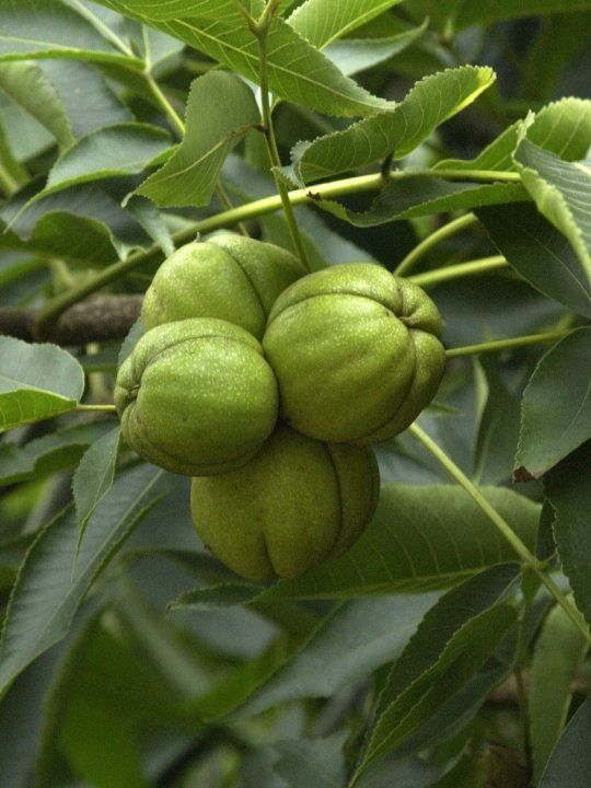 Piante & sementi: Noyer blanc 20cm  RARE – Nuovo (secondo la descrizione) da Bremblens venduto da FIBONACCI369 1