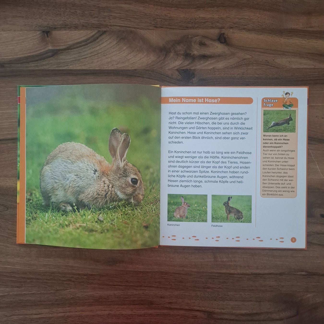 Libri: Buch Ratgeber "Das Kaninchen" – Nuovo (secondo la descrizione) da Sisseln AG venduto da Tropea4334 2