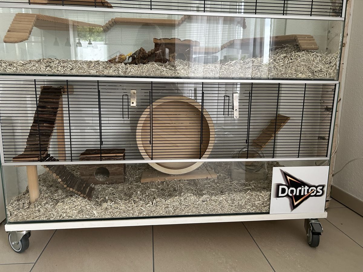 Terrariums: Terrarium 2 Stück – D'occasion à Gränichen par ZUMA81 2