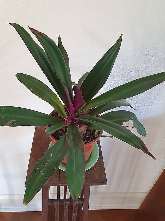 Piante & sementi: 2x Tradescantia – Usato da Olten venduto da stritten 2
