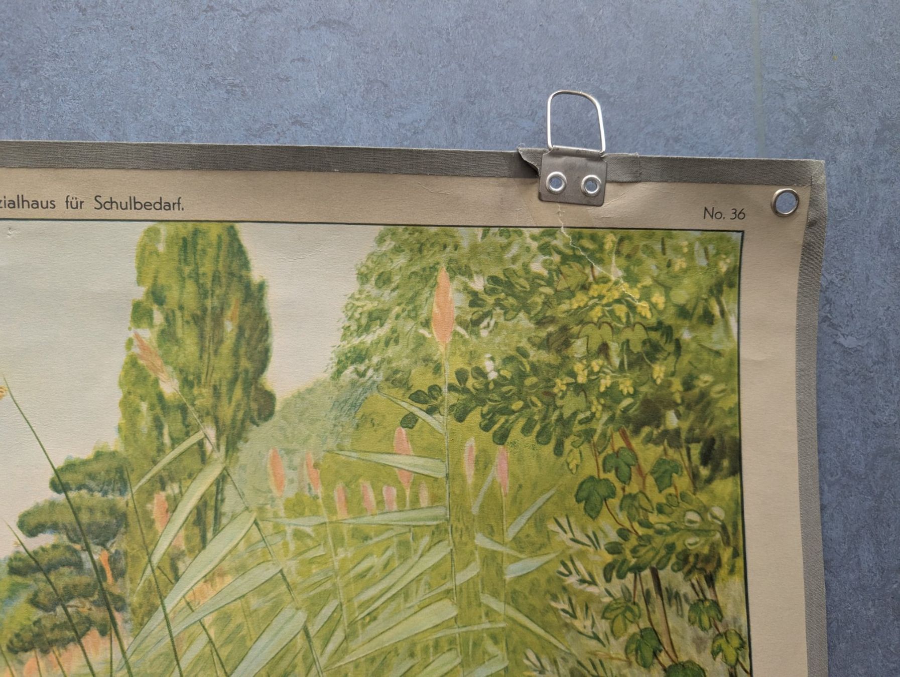 Foto & Immagini: Schulwandbild Nr. 36 - Vegetation an einem Seeufer – Usato da Luzern venduto da JenKu 2