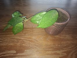 Hoya Carnosa Zimmerpflanze, pflegeleicht & schön!