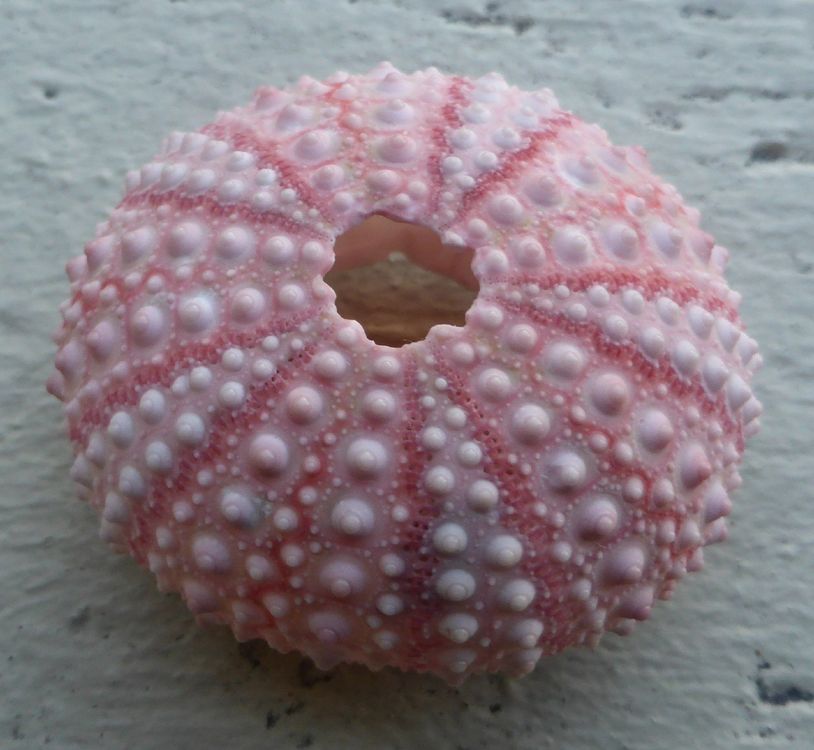 ECHINOMETRA MATHAEI, SUPER, SEEIGEL, ROT (Neu (gemäss Beschreibung)) in ...