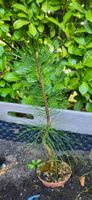 Japanische Schwarzkiefer ca 2 bis 3Jähring  🌲