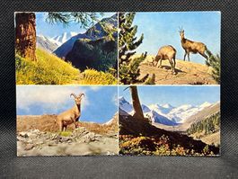 Piz Palü / Gemsen / Steinbock / Roseg-Gruppe