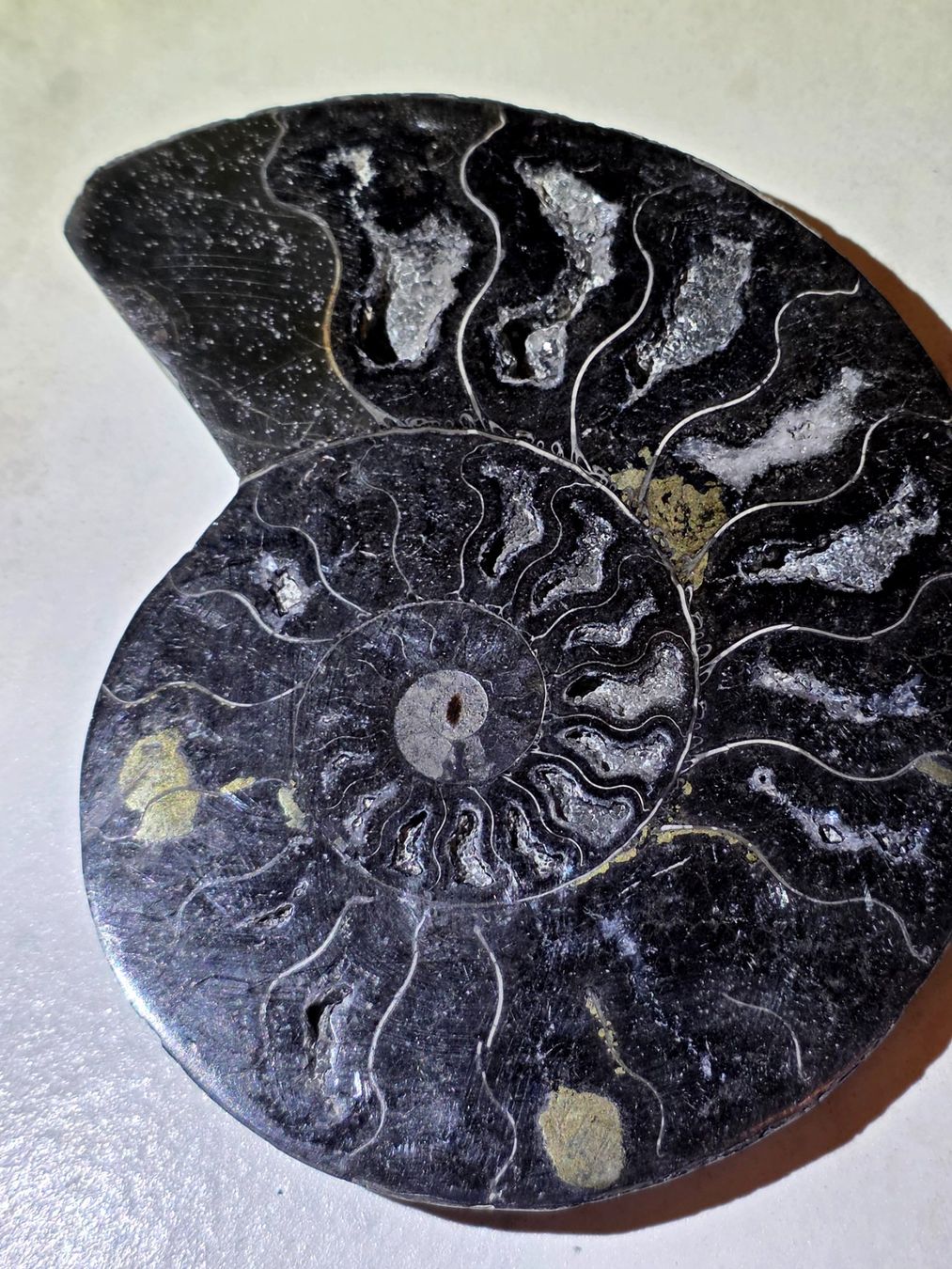 Fossili: Schwarzes Ammonitenpaar C 300g – Nuovo e nell'imballaggio originale da Matzingen venduto da Shay_Crystalz 1