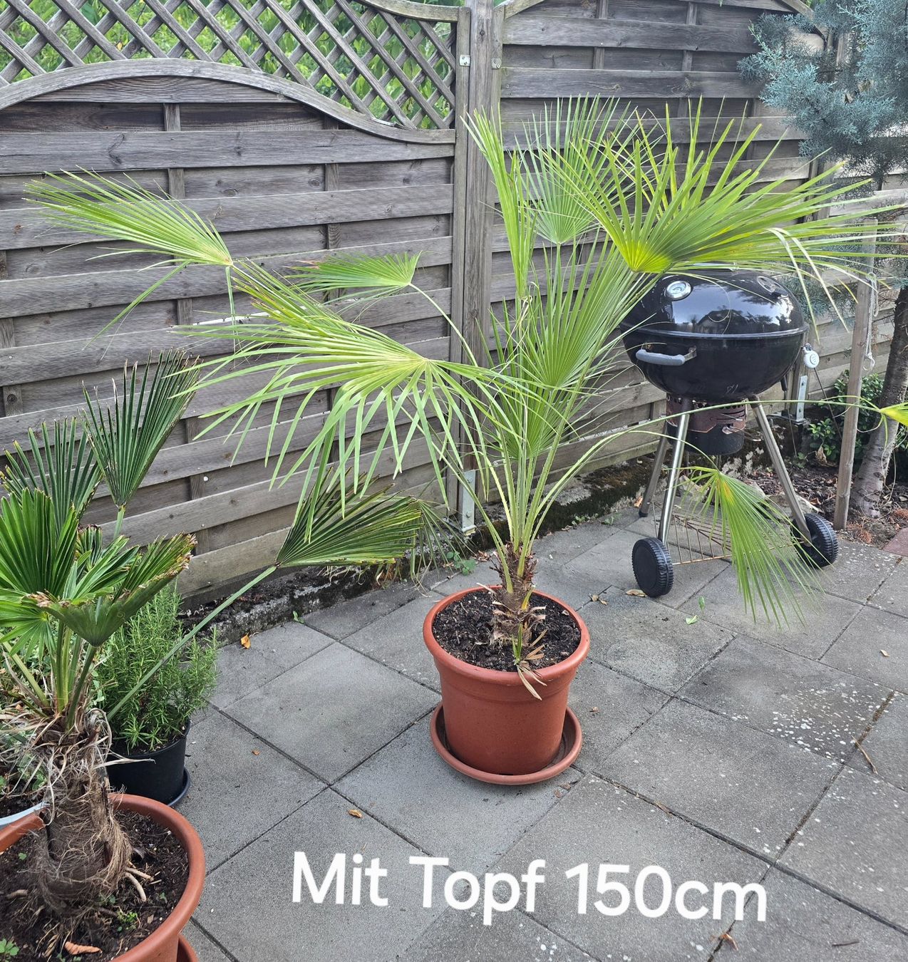 Pflanzen & Samen: Palme Humilis – Gebraucht aus Aarburg von popkorn65