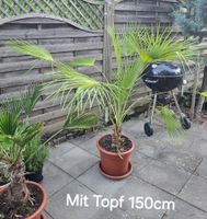 Palme Humilis