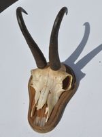 Gamskrickel auf Holz Glaser Hörner 1980