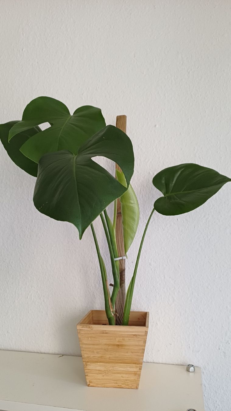 Plantes & graines: Monstera Deliciosa – D'occasion à Bern par uwi_8t7x 1