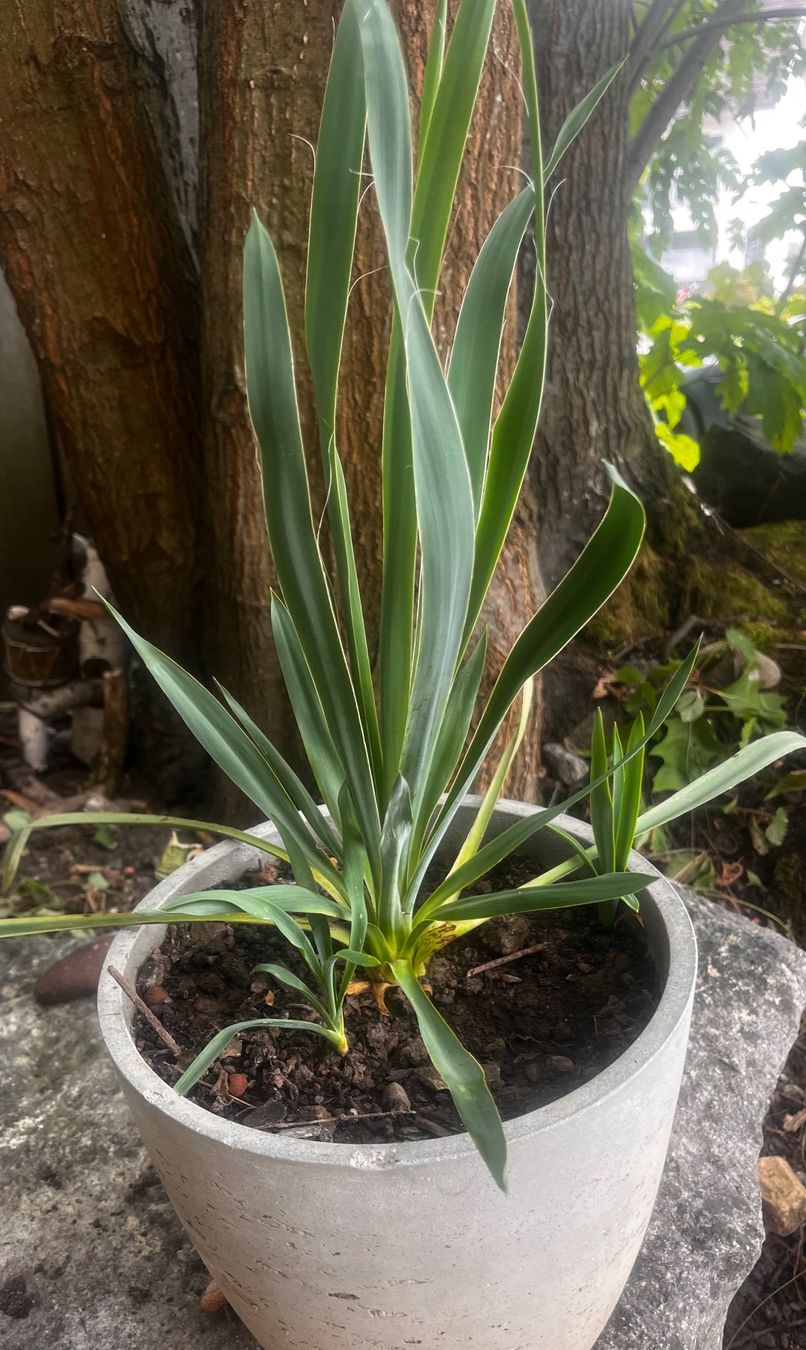 Pflanzen & Samen: YUCCA FLAMENTOSA ca 45 cm – Gebraucht aus Möhlin von mil_h55x