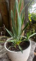 YUCCA FLAMENTOSA 50cm. Immergrüne & winterharte