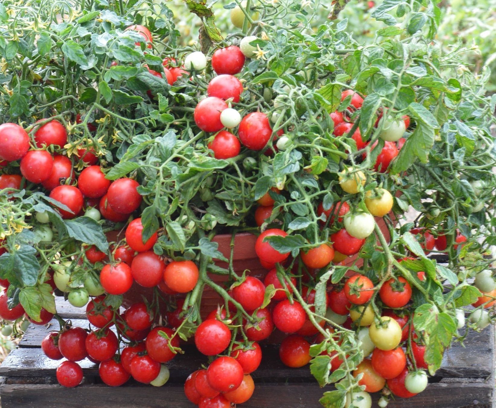 Pflanzen & Samen: 50 Samen MASKOTKA Tomate – Neu (gemäss Beschreibung) aus Ehrendingen von VerveinaSamen 2