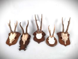 Reh Geweihe 5er Set auf verziertem Holz