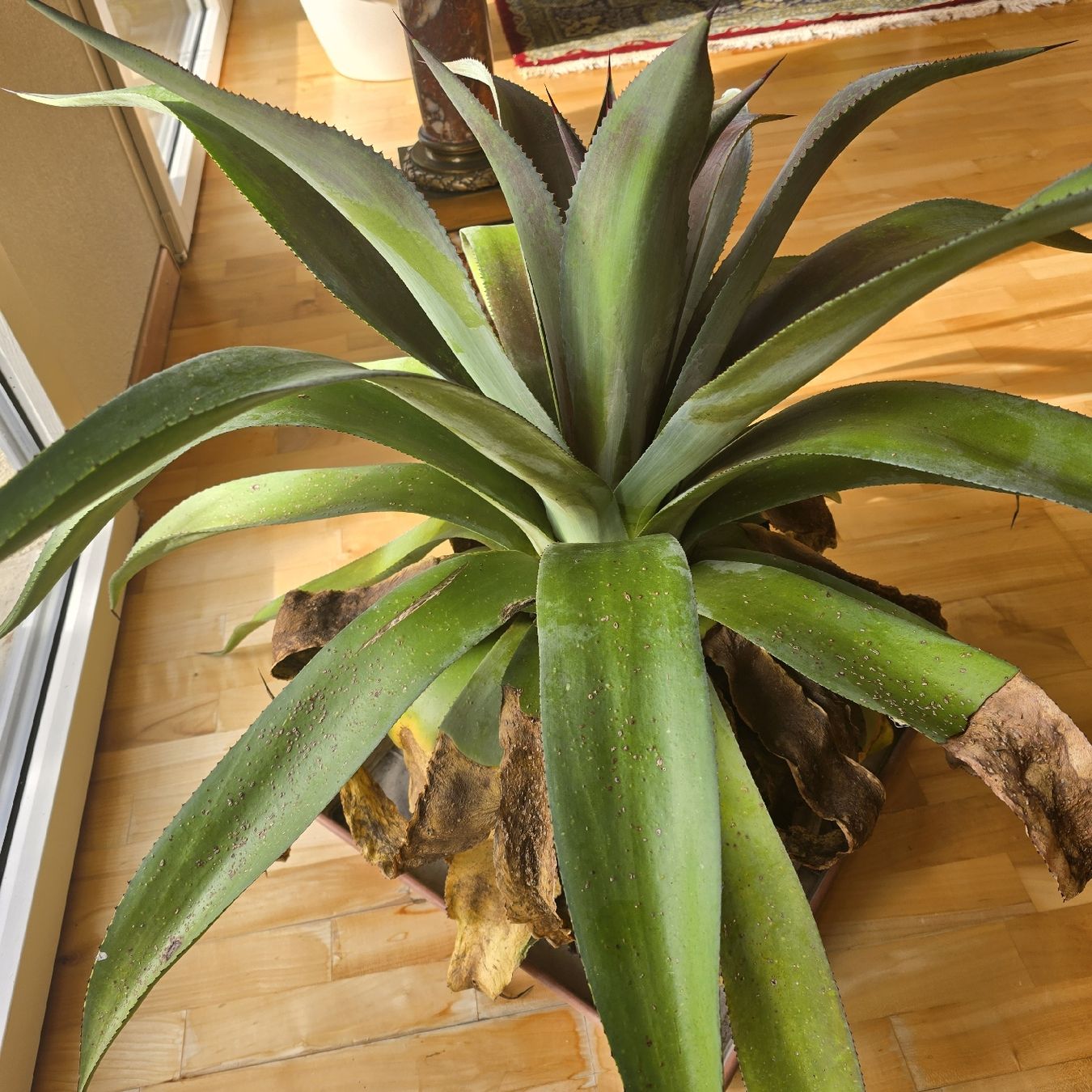 Plantes & graines: Mangave – D'occasion à Werthenstein par Zita12 2