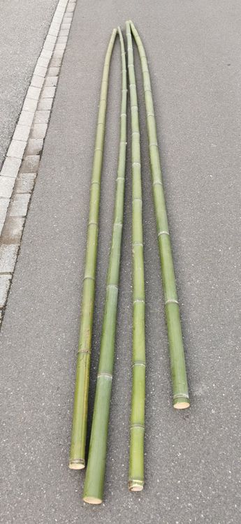 BAMBUS STANGEN Kaufen auf Ricardo