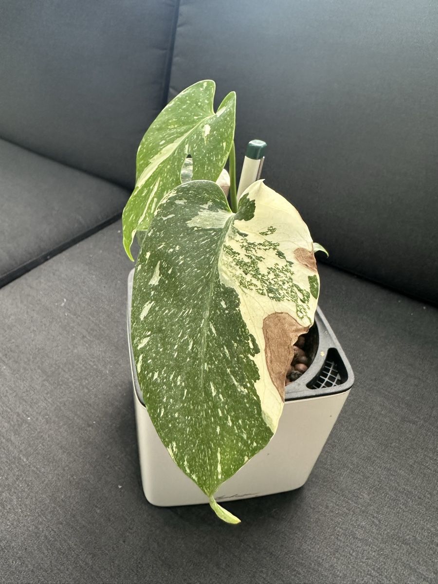 plant plant stand Monticello Folding Metal Plant Stand