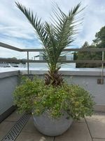 Phoenix canariensis (Dattelpalme) im grossen Pflanztopf