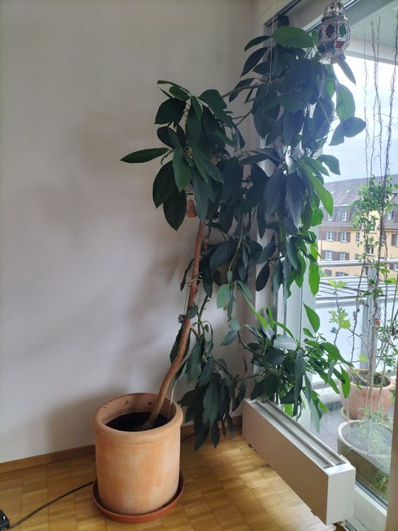 Avocado Pflanze mit Topf Kaufen auf Ricardo