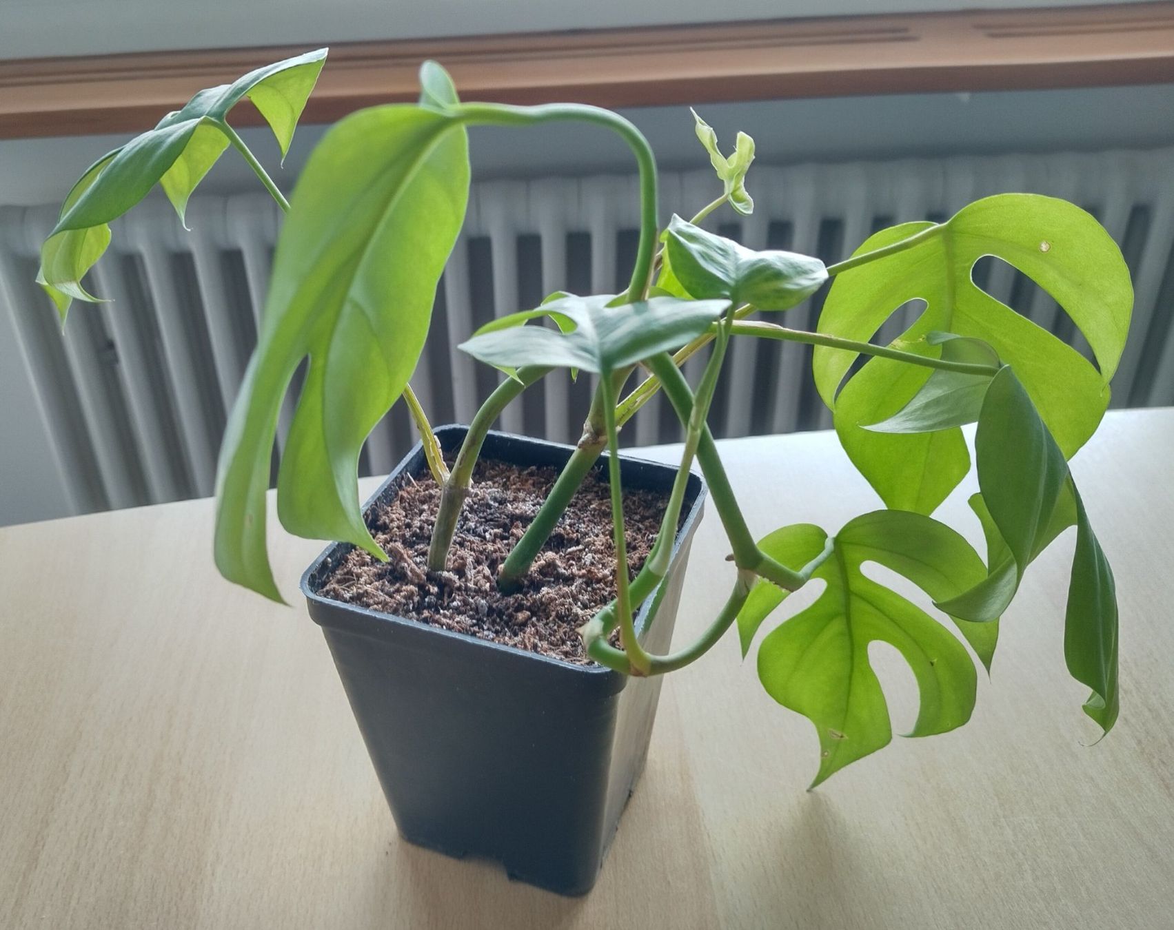 Piante & sementi: Monstera Zimmerpflanze – Usato da Jona venduto da Argus36 4