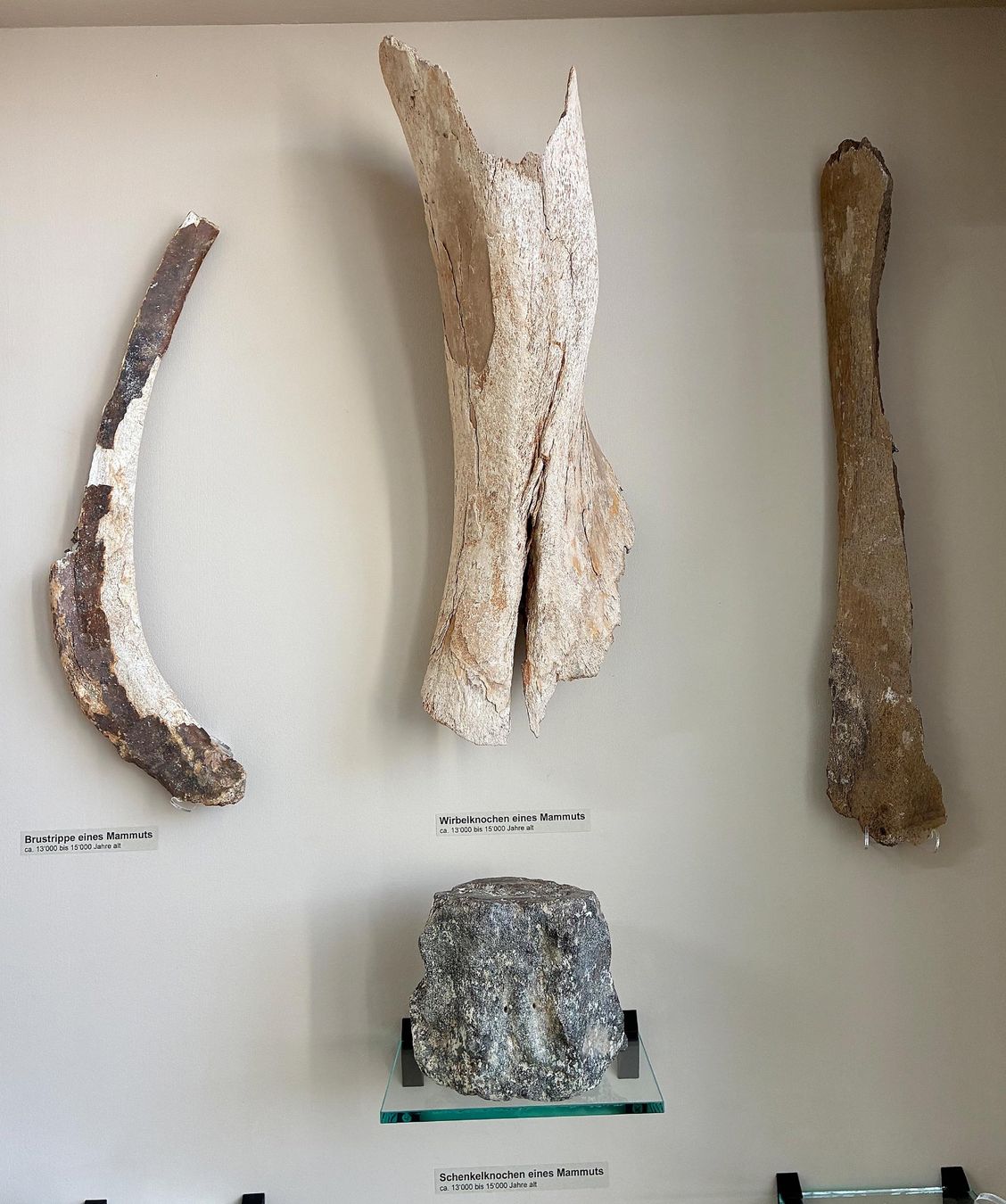 Fossiles: Diverse Mammut Knochen – D'occasion à Bäretswil par robsonantik