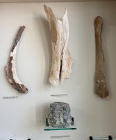 Diverse Mammut Knochen