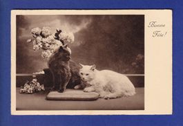 CHAT - Chats Bonne Fête