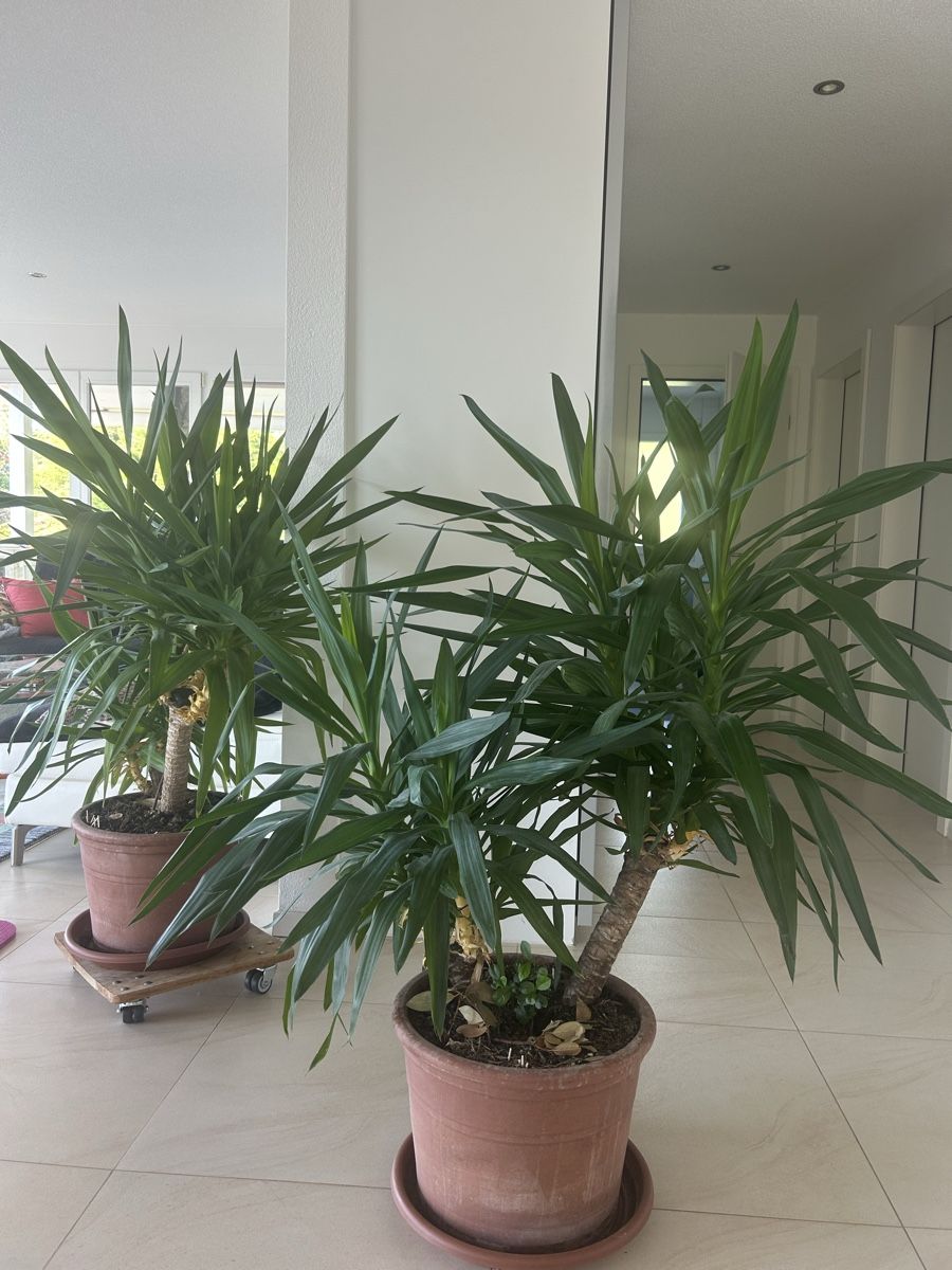 Piante & sementi: Yukka Palme – Usato da Rothrist venduto da kiki8181
