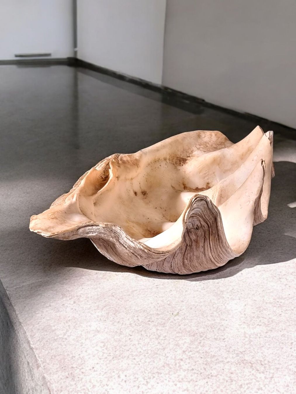 Fossilien: Riesenmuschel aus Indonesien – Gebraucht aus Zürich von Zuerichparis08 6