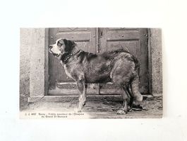 Carte postale, CP, Barry, Hospice du Grand-St-Bernard, 8927