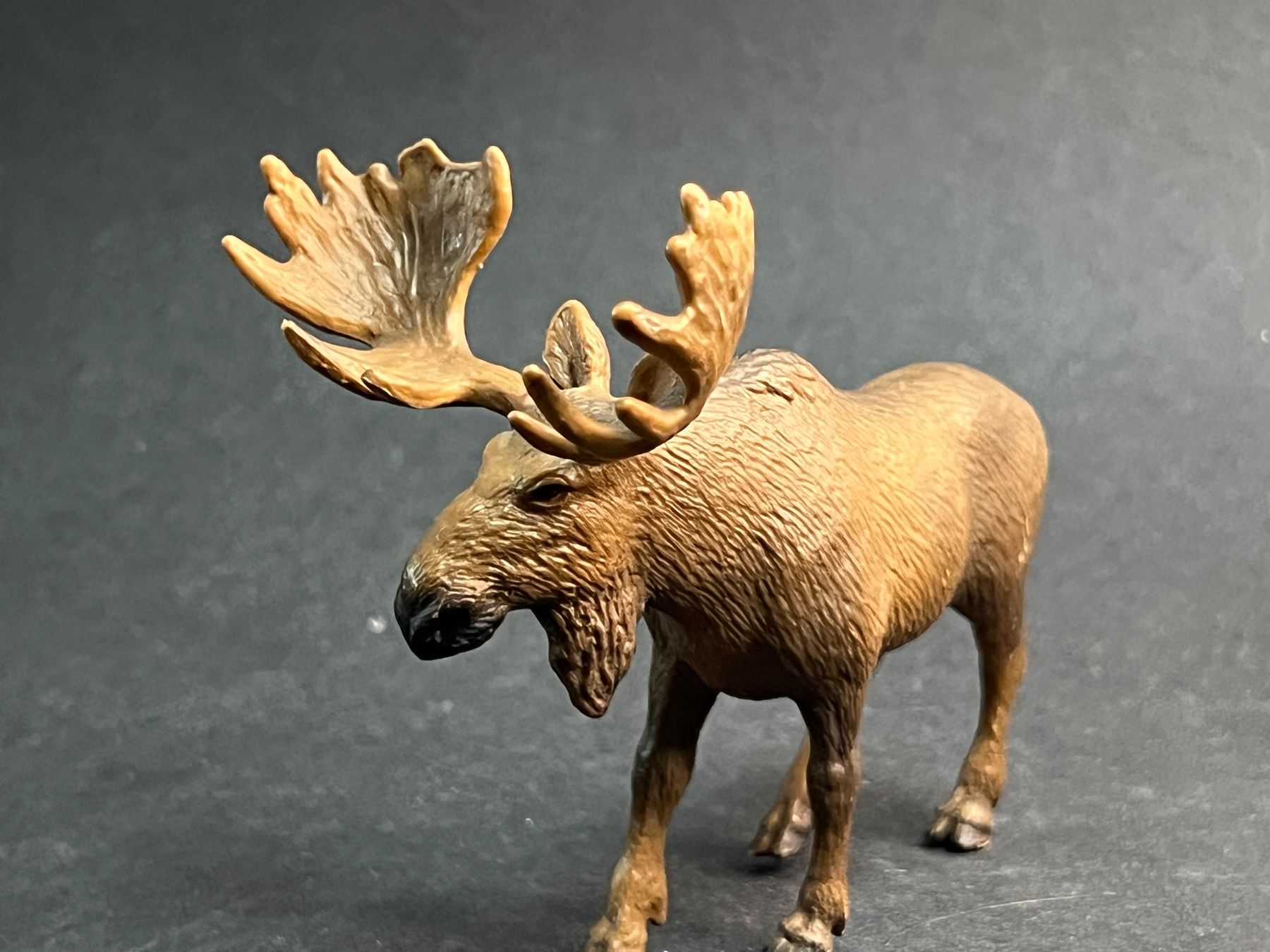 Schleich Figuren: Schleich 14619 - Wild Life, Elch Bulle – Gebraucht aus Ennetbaden von mapa05 5