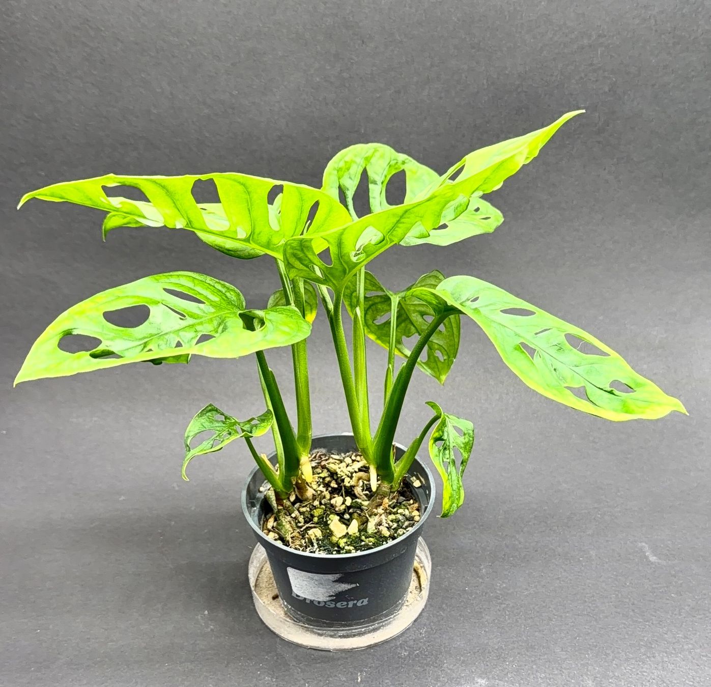 Piante & sementi: 🌿 Monstera adansonii #2 – Usato da Zürich venduto da jpquast