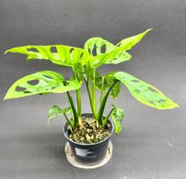 🌿 Monstera adansonii #2