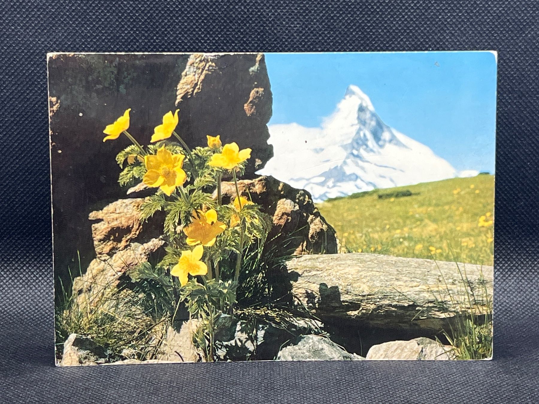 Ansichtskarten: Zermatt, Schwefelanemone – Gebraucht aus Widnau von Brusi9