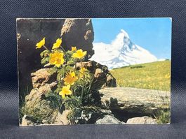 Zermatt, Schwefelanemone